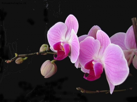 orchidee