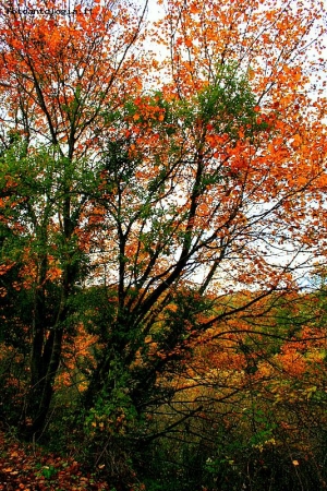 "I colori dell'autunno"