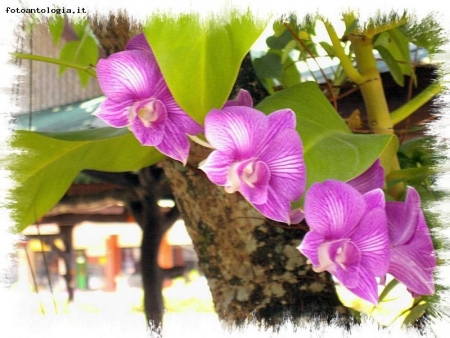 Orchidee