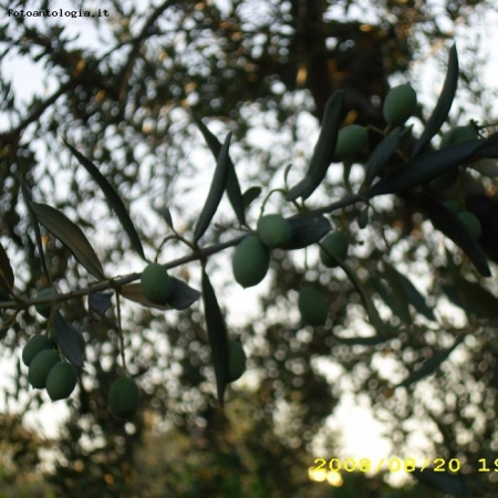 olive all'origine