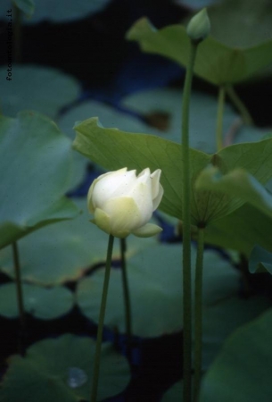 fiore in lago