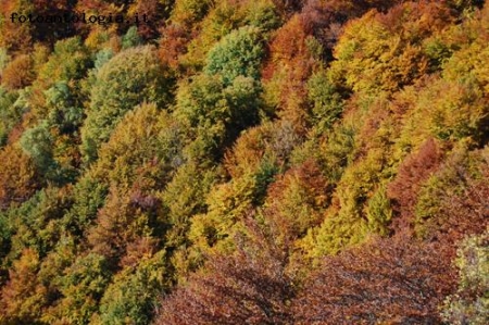 i colori d'autunno 3