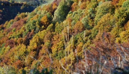 i colori d'autunno 5