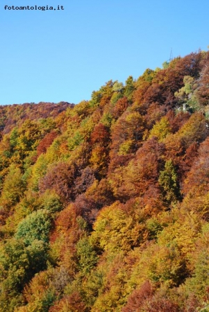 i colori d'autunno 6
