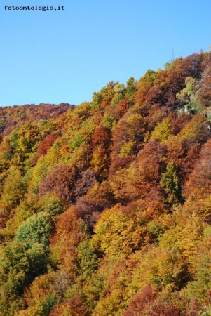 i colori d'autunno 6