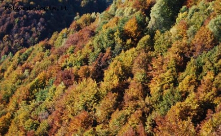 i colori d'autunno 7