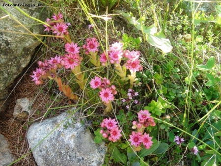 fiori di montagna
