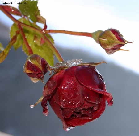 rosa ghiacciata