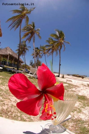 Fiore a Watamu Beach