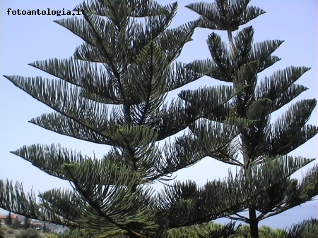 Piante di Araucaria