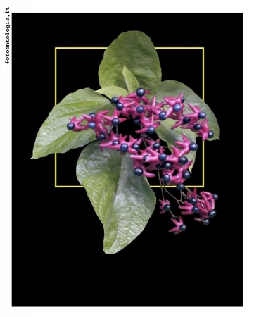 Catalpa