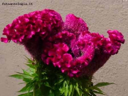 celosia