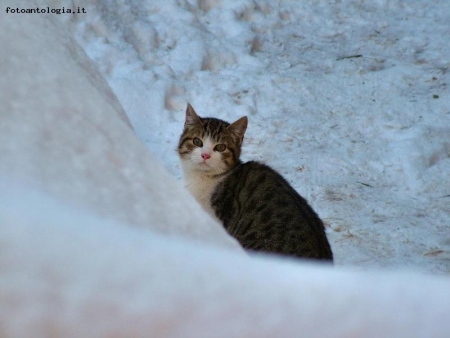 "gatto delle nevi"