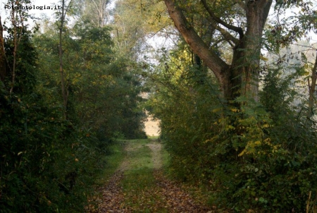 passeggiata nel bosco