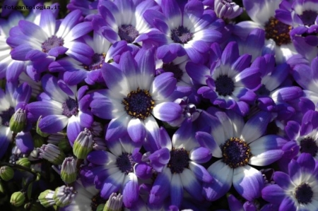 cineraria