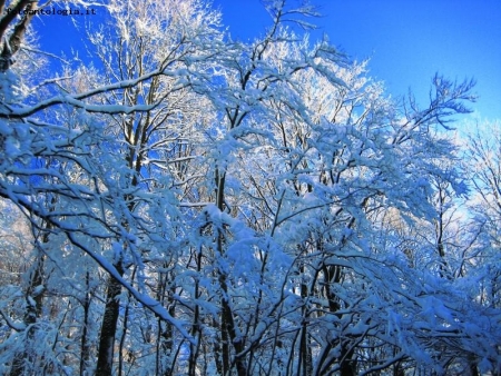 Foglie di neve