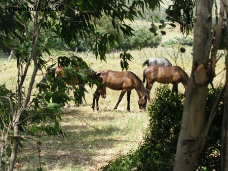 cavalli andalusi