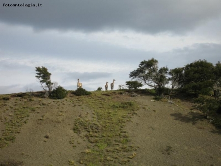 Guanachi