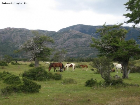 Patagonia