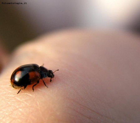 Coccinella