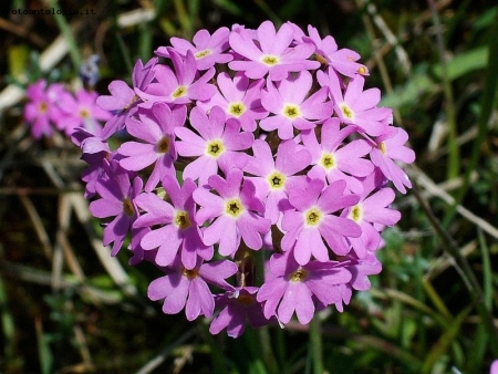 primula farinosa