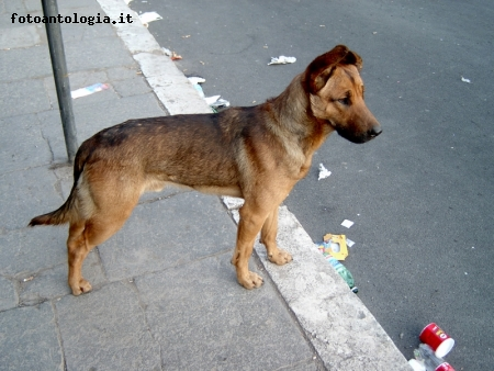 cane a Roma