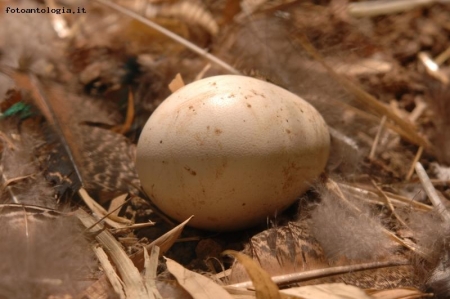 Uovo di pavone