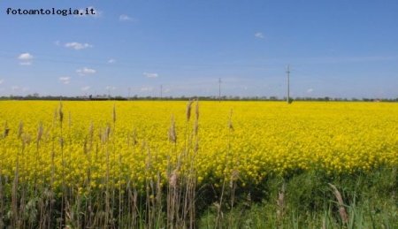 campo giallo