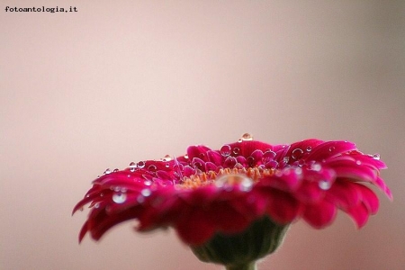 Gerbera