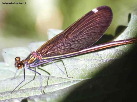 libellulabella