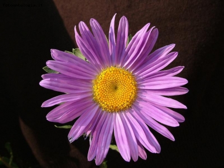 aster alpinus