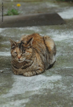 La mia gattina
