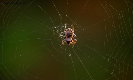 web of spider.....