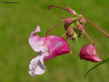 un calice rosa