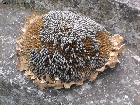 Fiore di girasole rinsecchito