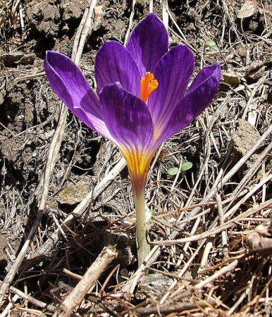 crocus