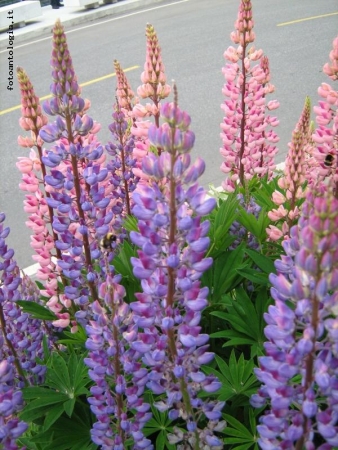 lupini artici