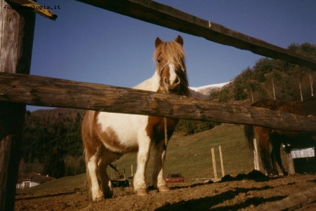 Cavallino in val Seriana