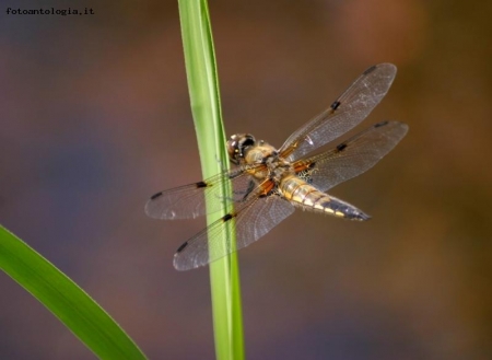 libellula!