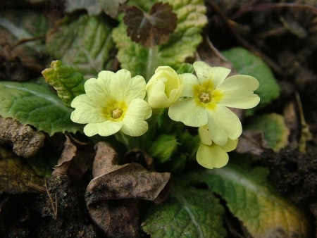 primula