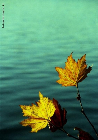 foglie e acqua