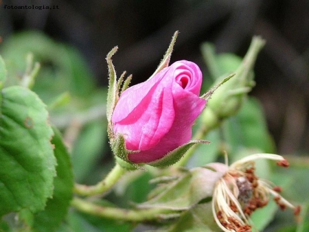 rosa canina