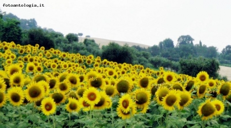 campo di girasoli