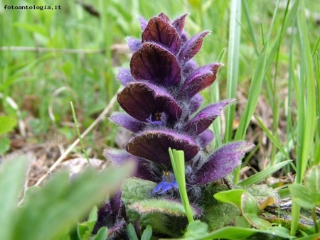 ajuga pyramidalis