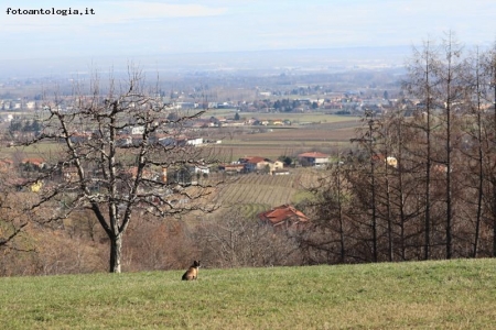 Gatto in attesa