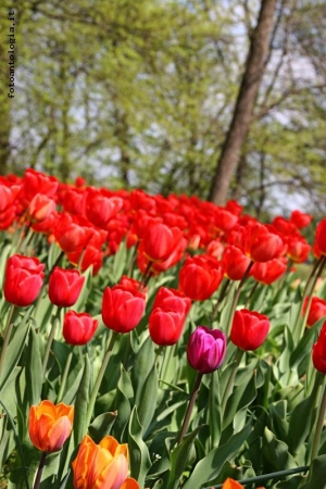 Tulipani