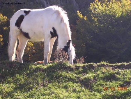 cavallo pezzato