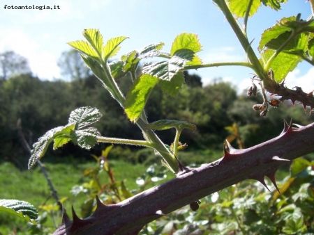 Rovo in primavera