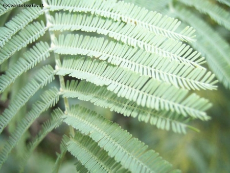 Foglia di mimosa