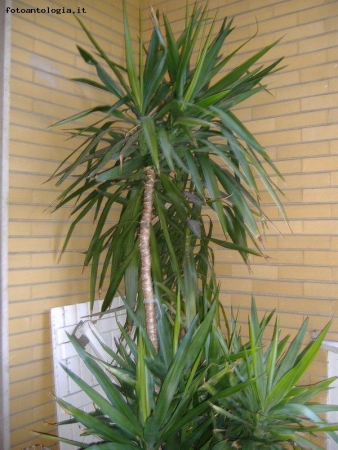 La mia yucca